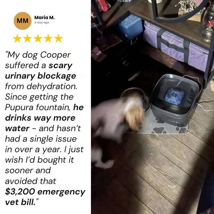 Pupura FreshFlow™ 2.4-Gallon Dog Water Fountain Kit